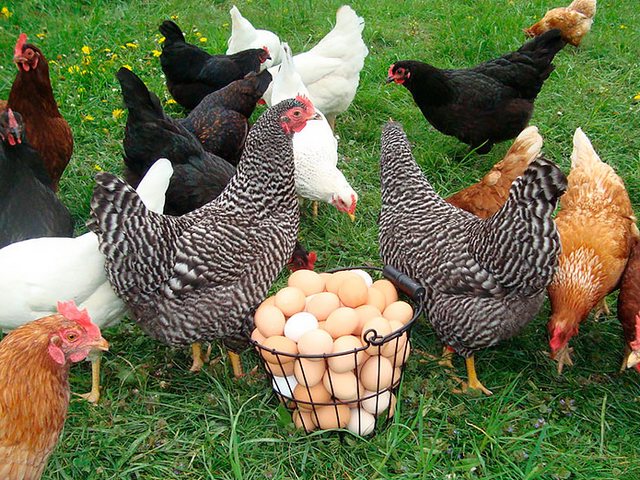 Содержание кур и уход за ними | ЗооТом - продажа, вязка и услуги для животных в Абазе