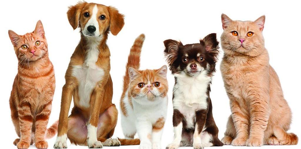 Доска объявлений о животных | ЗооТом - продажа, вязка и услуги для животных в Абазе