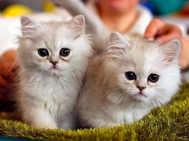 Породы кошек в Абазе | ЗооТом портал о животных