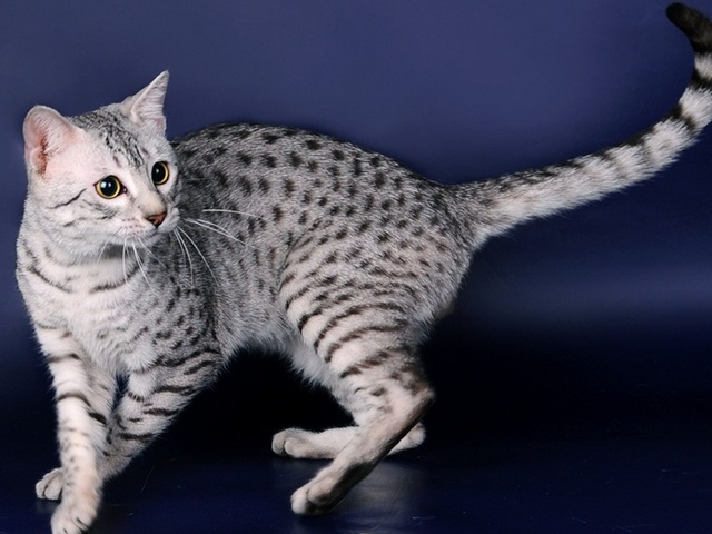 Породы кошек в Абазе | ЗооТом портал о животных