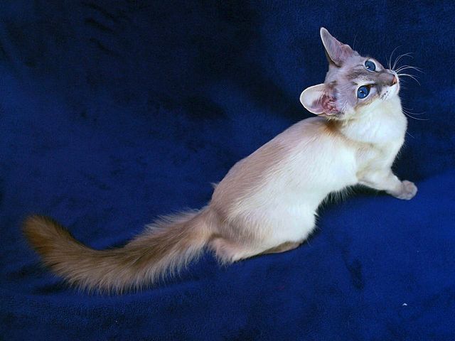 Выведенные породы кошек в Абазе | ЗооТом портал о животных
