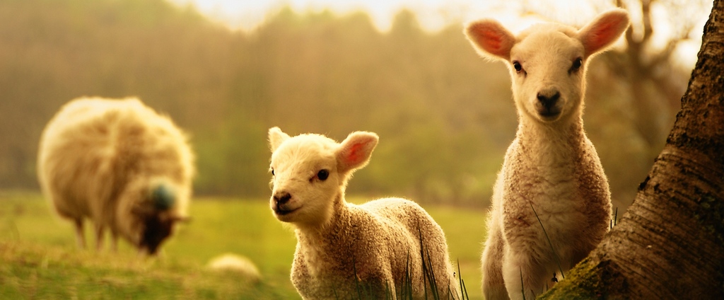 Объявления о сельскохозяйственных животных | ЗооТом - продажа, вязка и услуги для животных в Абазе