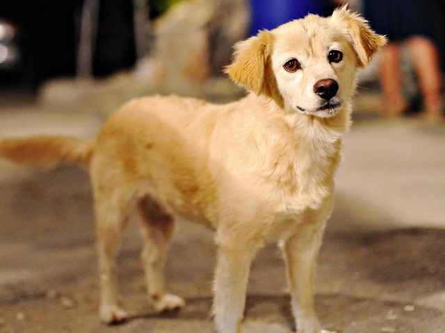 Породы собак в Абазе | ЗооТом портал о животных
