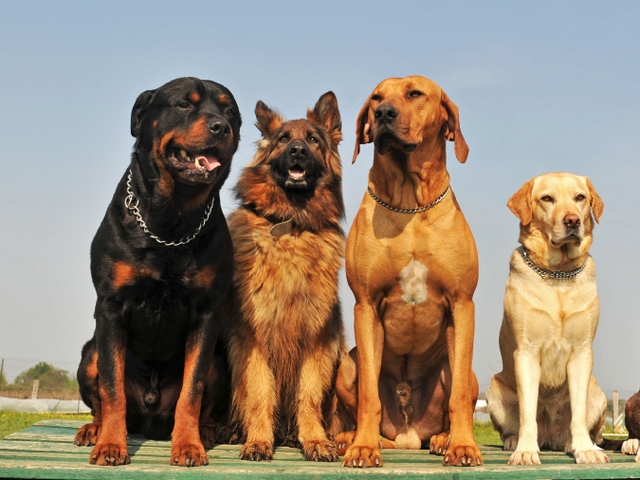 Крупные породы собак в Абазе | ЗооТом портал о животных
