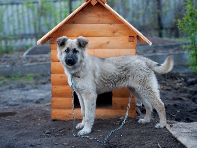 Все о собаках в Абазе